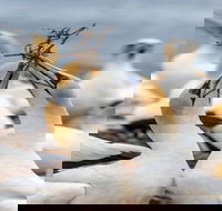 Gannets in Portland - Accommodation Gold Coast