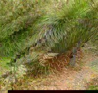 Grass Tree Circuit - Accommodation Gold Coast