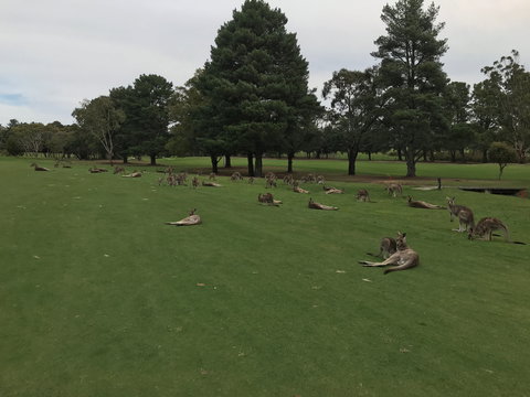 Kangaroo Tours At Gisborne Golf Club Inc - 1 Gold Coast 2