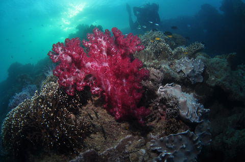 Luncheon Bay Dive Site - 1 Gold Coast 0