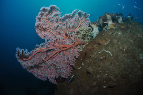 Luncheon Bay Dive Site - 1 Gold Coast 1
