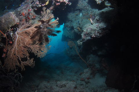 Luncheon Bay Dive Site - 1 Gold Coast 2