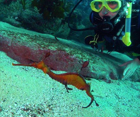 Merimbula Divers Lodge - 1 Gold Coast 2