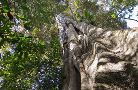 Moore Park Nature Reserve - 1 Gold Coast 0