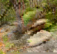 Mount Olive Trail - Accommodation Gold Coast