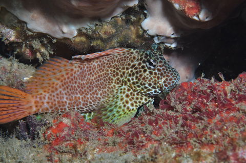 Nine Mile Reef Dive Site - Accommodation Gold Coast 0