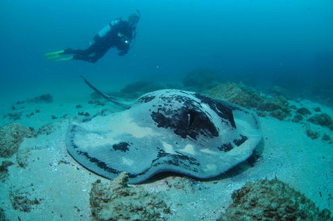 Nine Mile Reef Dive Site - Accommodation Gold Coast 1