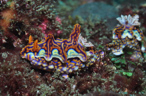 Nine Mile Reef Dive Site - Accommodation Gold Coast 2