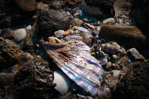 Point Cook Marine Sanctuary - Accommodation Gold Coast 1