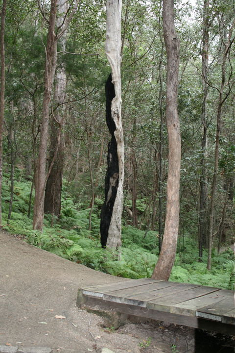 Springwood Conservation Park - Accommodation Gold Coast 1