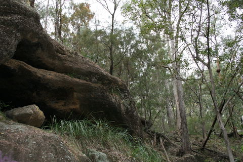 Springwood Conservation Park - Accommodation Gold Coast 2