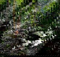 Strickland State Forest - Accommodation Gold Coast