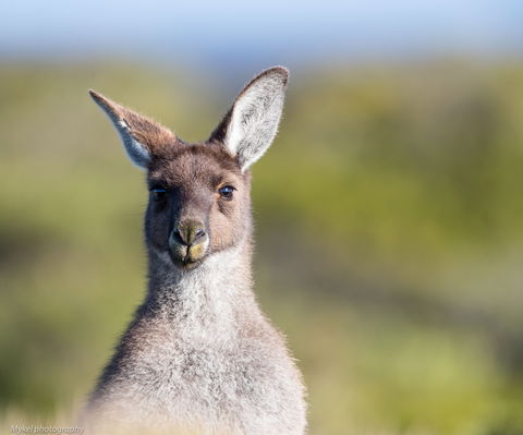 The Sole Walk At Hillocks Drive - 1 Gold Coast 1