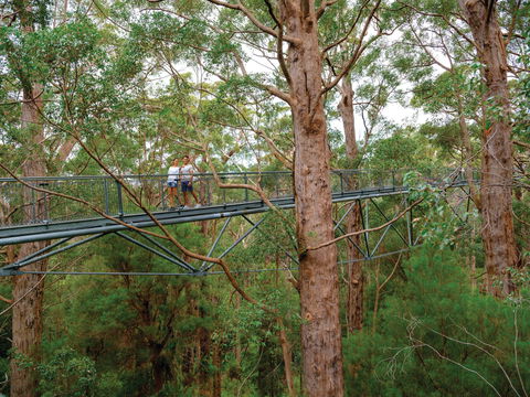 Valley Of The Giants Tree Top Walk - Accommodation Gold Coast 1