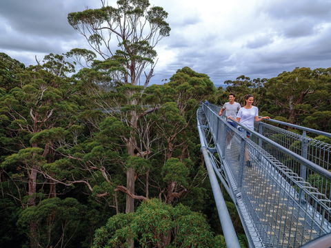 Valley Of The Giants Tree Top Walk - Accommodation Gold Coast 2