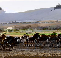 Yangan - Accommodation Gold Coast