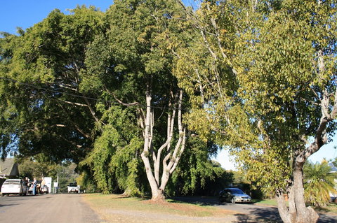 Anzac Avenue Memorial Trees, Beerburrum - Accommodation Gold Coast 0