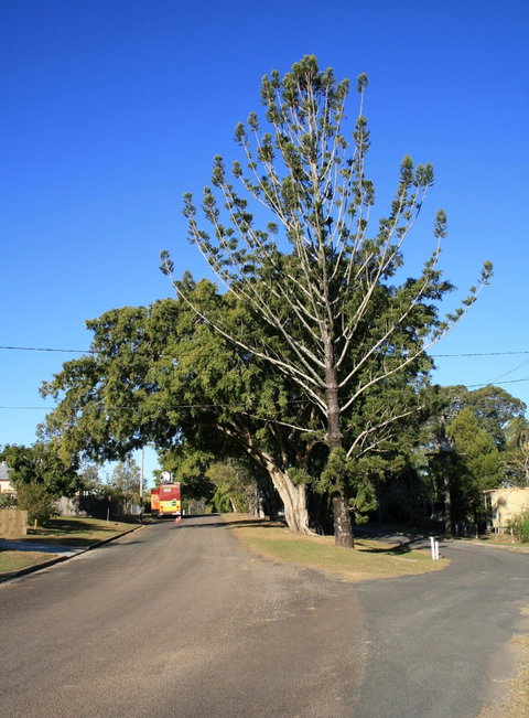 Anzac Avenue Memorial Trees, Beerburrum - Accommodation Gold Coast 1