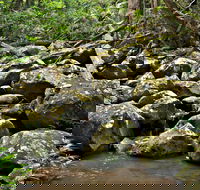 Booyong Walking Track - 1 Gold Coast