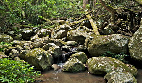 Booyong Walking Track - 1 Gold Coast 0