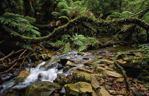 Budderoo National Park - Gold Coast 4U 0