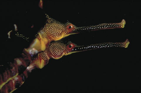 Eagle Rock Marine Sanctuary - Accommodation Gold Coast 0