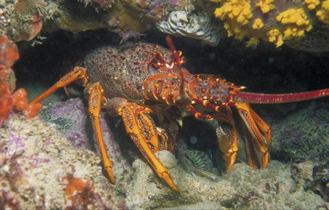 Eagle Rock Marine Sanctuary - Accommodation Gold Coast 1