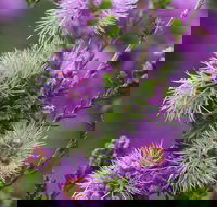 Ethel Daw Scenic Drive - Accommodation Gold Coast