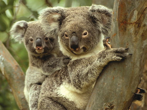 Koalas In Gunnedah - Accommodation Gold Coast 0