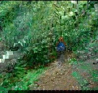 Mount Cougal Springbrook National Park - Accommodation Gold Coast