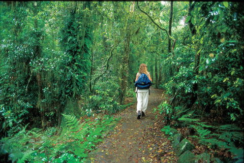 Mount Cougal, Springbrook National Park - Accommodation Gold Coast 0
