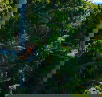 Tamborine Rainforest Skywalk - Accommodation Gold Coast