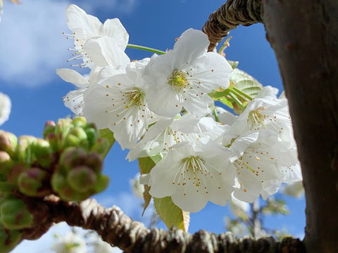 Tasmania Birchs Bay Cherries - Accommodation Gold Coast 0