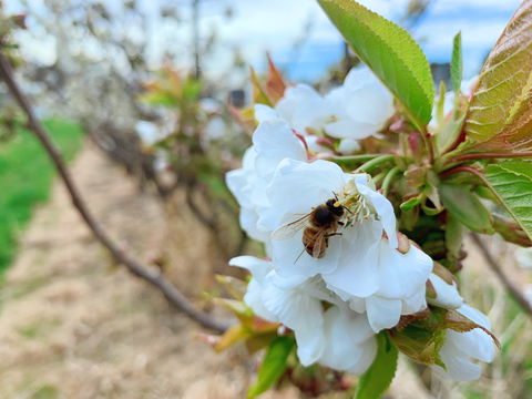Tasmania Birchs Bay Cherries - Accommodation Gold Coast 1