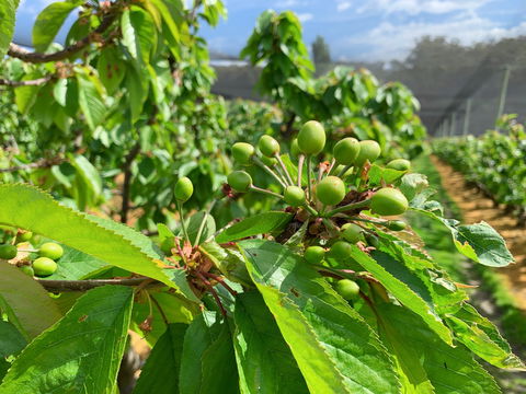 Tasmania Birchs Bay Cherries - Accommodation Gold Coast 2