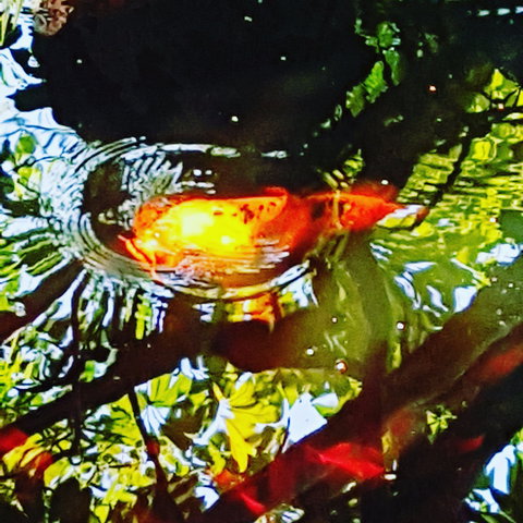 The Fernery At Diamond Waters - 1 Gold Coast 2