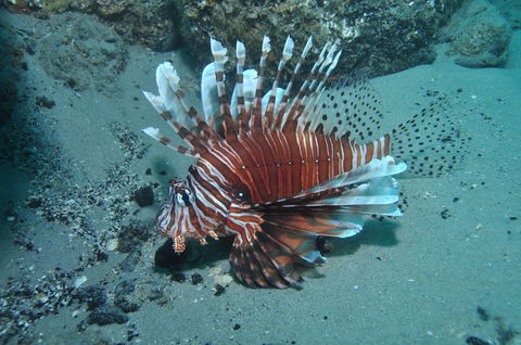 The Pines Dive Site - 1 Gold Coast 1
