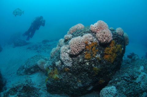 The Pines Dive Site - 1 Gold Coast 2