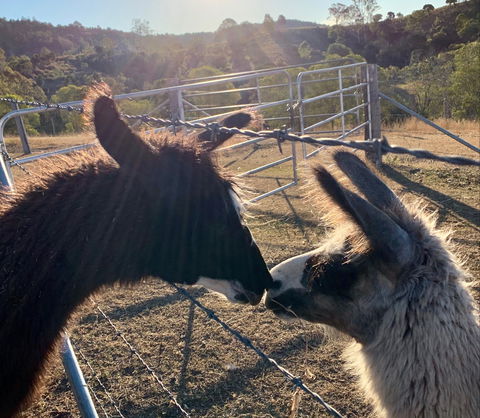 The Llama Farm - Accommodation Gold Coast 1