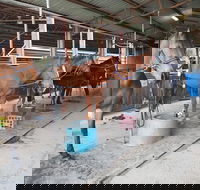 The Equine Club - Accommodation Gold Coast