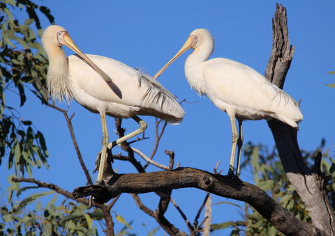 Tumut Wetlands - Accommodation Gold Coast 2