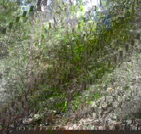 Wangaratta Common Nature Conservation Reserve - 1 Gold Coast