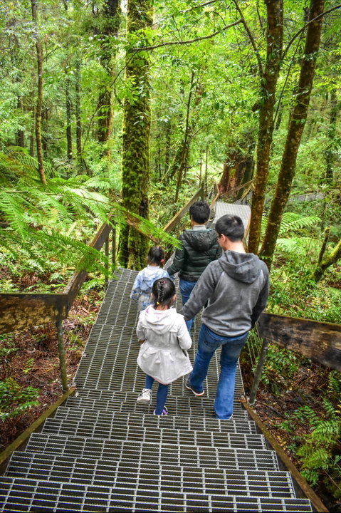 Yarra Ranges National Park - Accommodation Gold Coast 0