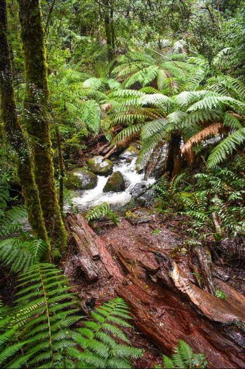 Yarra Ranges National Park - Accommodation Gold Coast 2