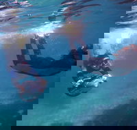 Small-Group Underwater Scooter Experience in Clovelly - Accommodation Gold Coast