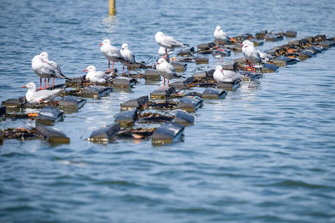 Catch A Crab Tour With Optional Seafood Lunch - Accommodation Gold Coast 2