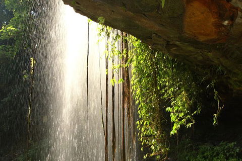 Rainforest & Waterfall Experience - Gold Coast 4U 9