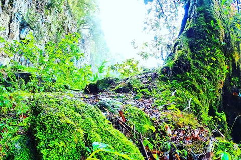 Rainforest & Waterfall Experience - Gold Coast 4U 8