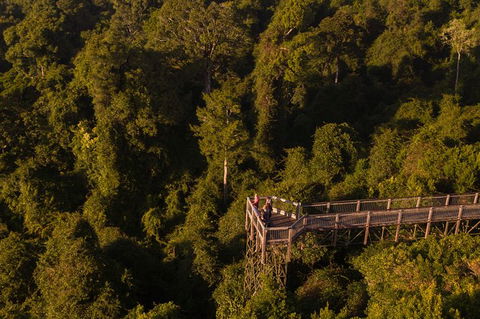 Rainforest & Waterfall Experience - Gold Coast 4U 5