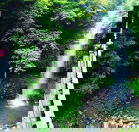 Rainforest  Waterfall Experience - Gold Coast 4U